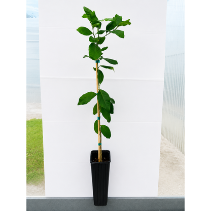 Harvey Lemon Tree indoor plant in black pot with stake, green leaves by Live Good Logistics on Tampa Home & Garden Store