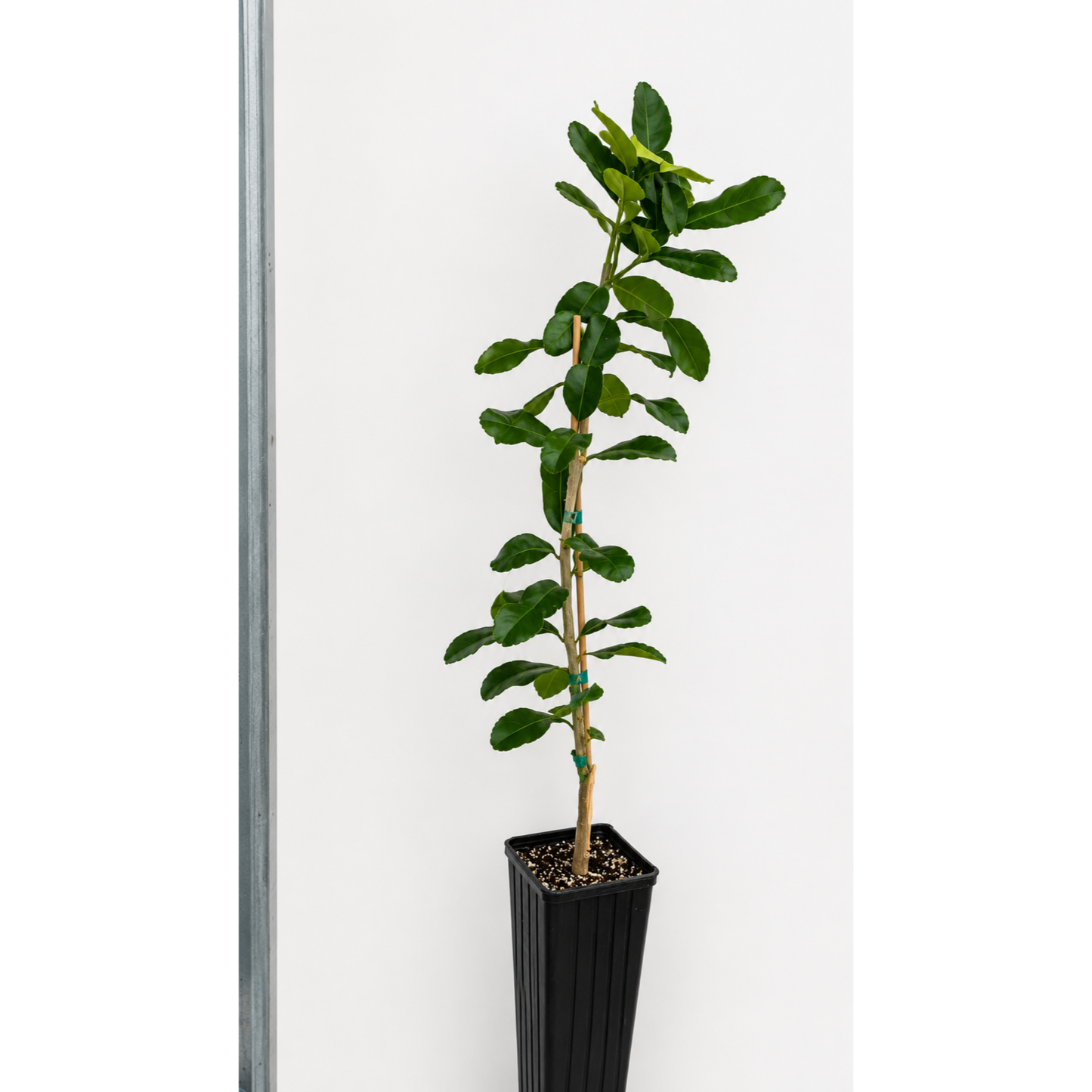 Kaffir Lime Tree plant with glossy green leaves in black pot and stake Live Good Logistics on Tampa Home & Garden Store