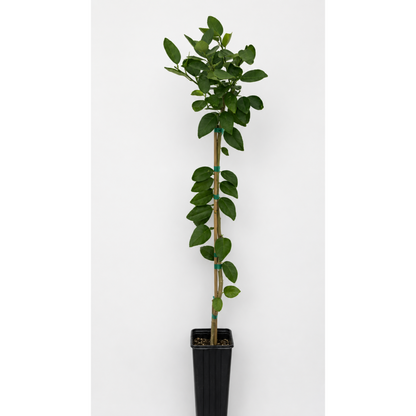 Key Lime Tree (FL) plant by Live Good Logistics, lime tree in a black pot with bamboo stake on Tampa Home & Garden Store