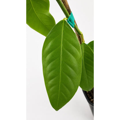 Bearss Lemon Tree leaves with glossy green foliage and turquoise stake clip on stem on Tampa Home & Garden Store