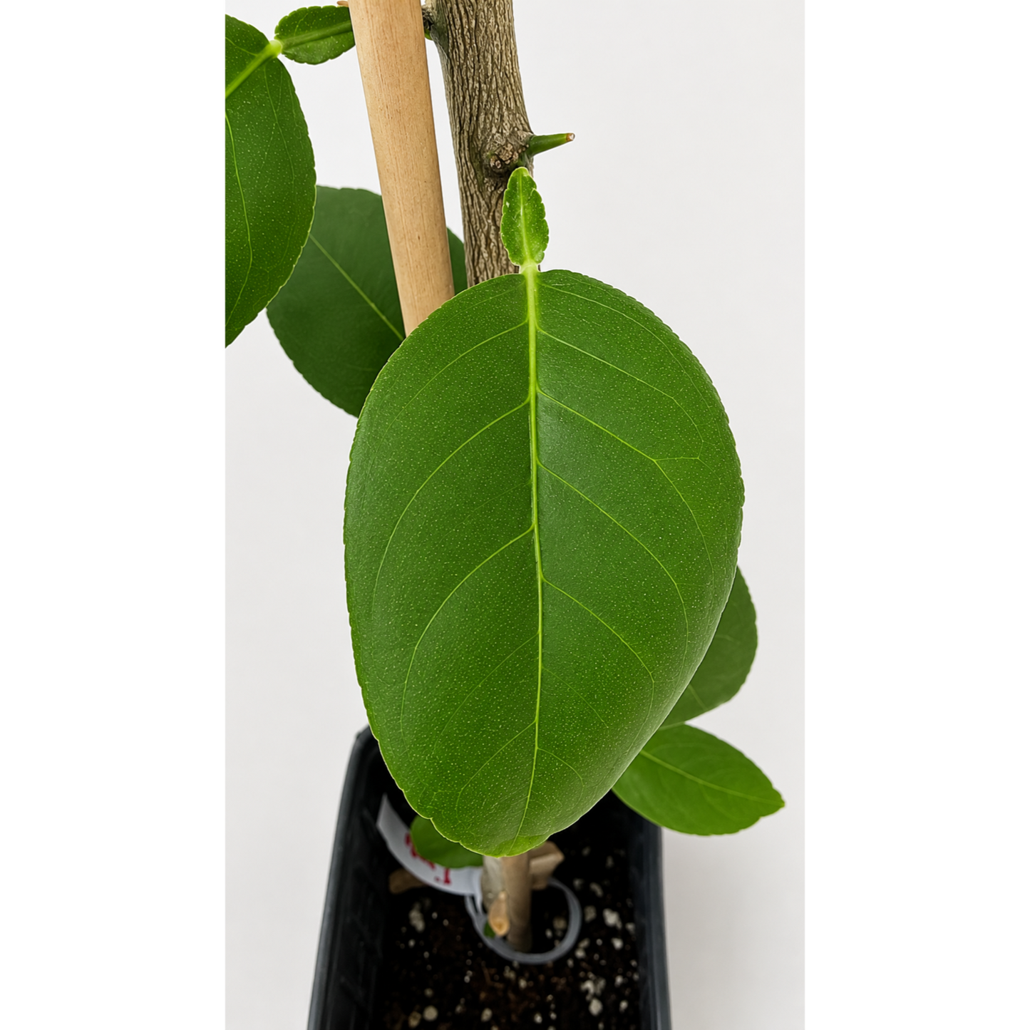 Key Lime Tree plant with green leaves and a wooden stake in pot on Tampa Home & Garden Store