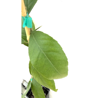 Meyer Lemon Tree plant from Live Good Logistics with green leaves and teal stake on Tampa Home & Garden Store