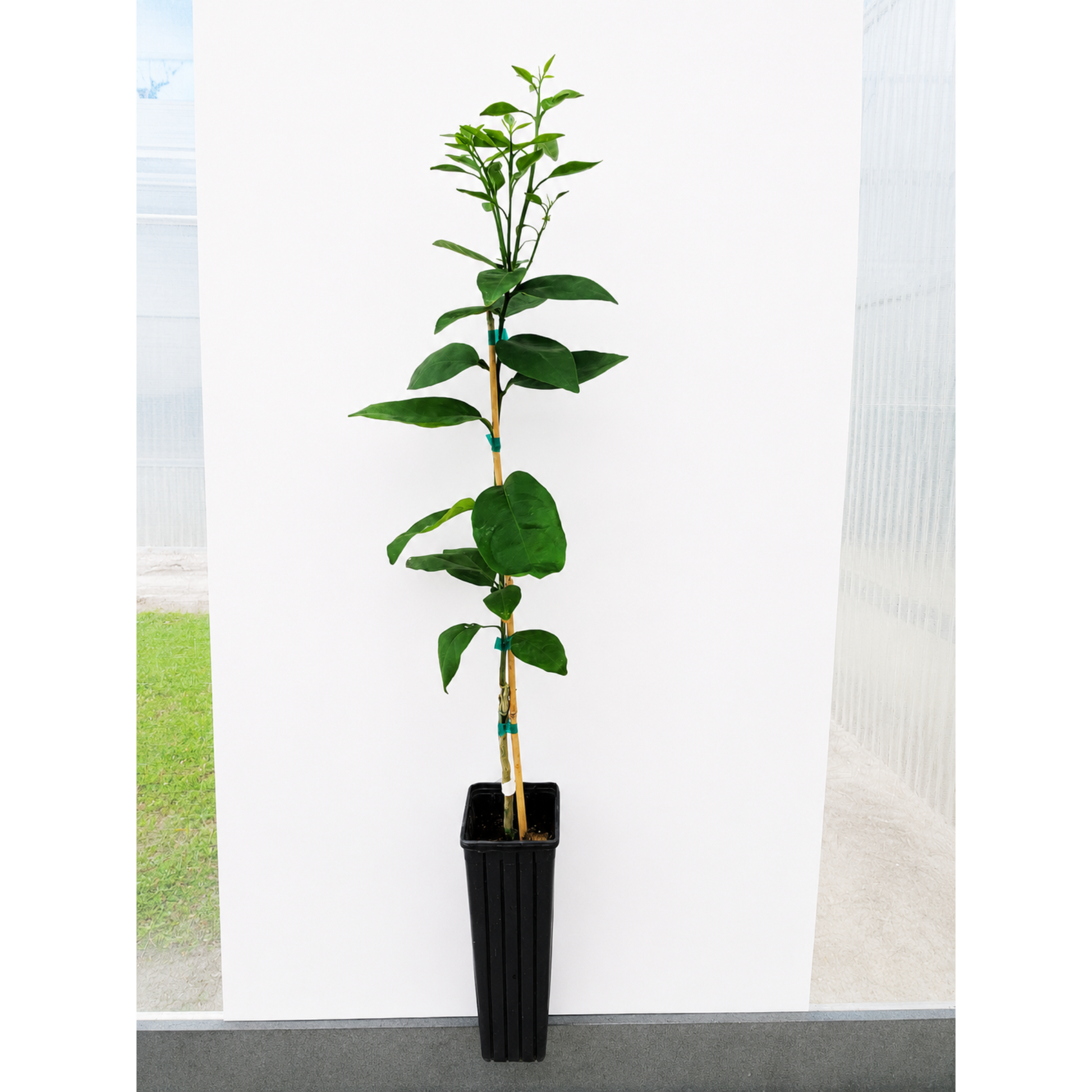 Westin Orange Tree indoor plant in black plastic pot with stake, vibrant green leaves Live Good Logistics on Tampa Home & Garden Store