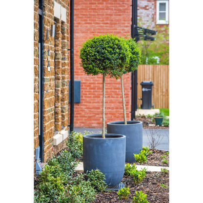 Green Mountain Topiary Boxwood ball shrubs in pots, two trees Live Good Logistics on Tampa Home & Garden Store