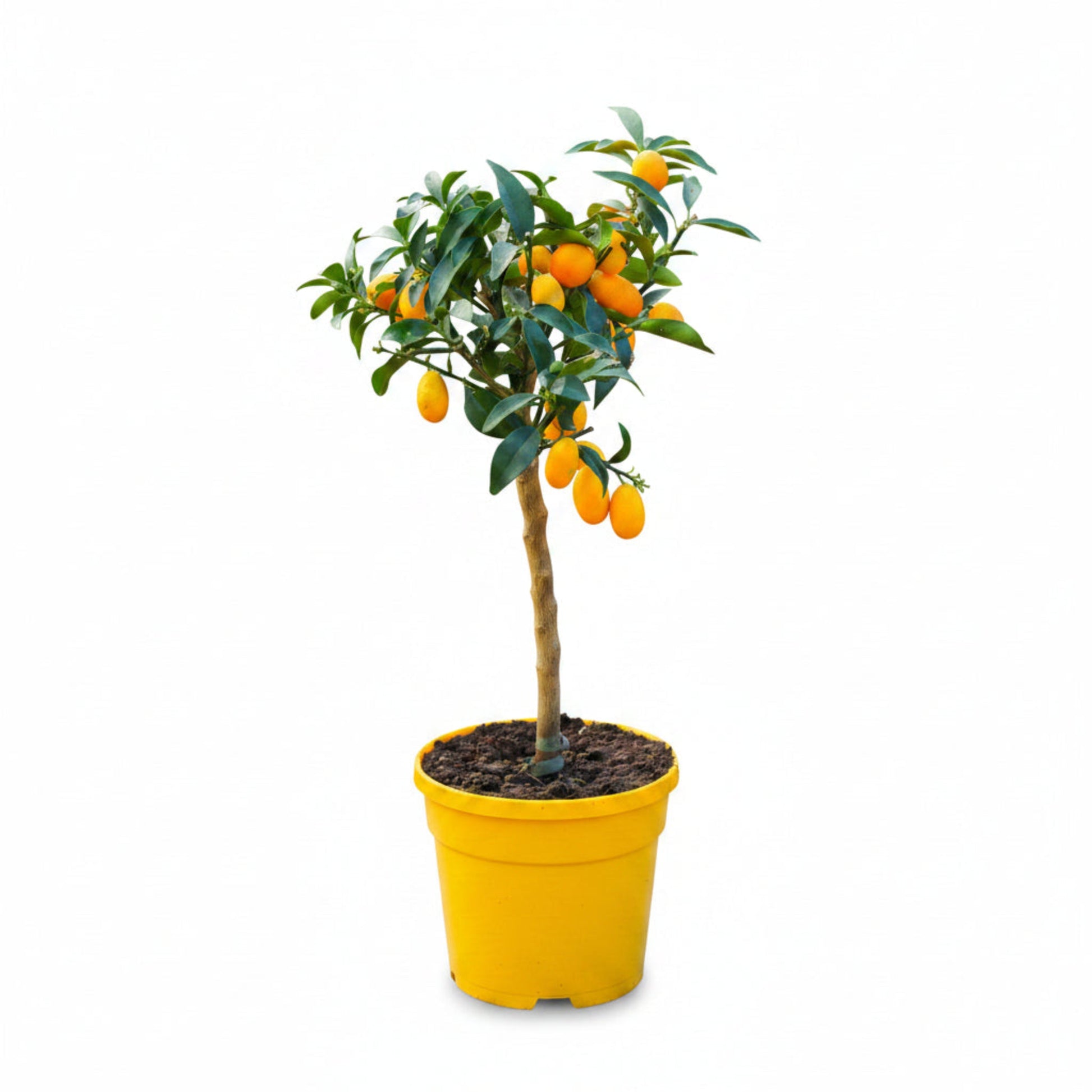 Nagami Kumquat Tree in a bright yellow pot with glossy green leaves and orange kumquats on Tampa Home & Garden Store