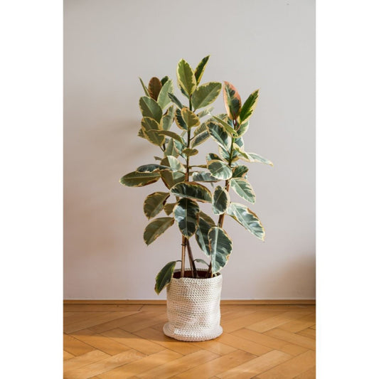 Ficus Tineke indoor plant variegated green leaves in a woven basket Live Good Logistics on Tampa Home & Garden Store