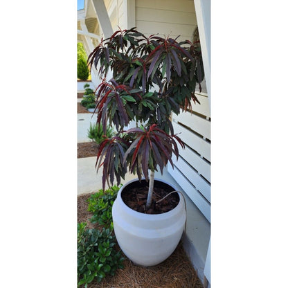 Bonfire Patio Peach plant with burgundy lanceolate leaves in a white planter on porch on Tampa Home & Garden Store