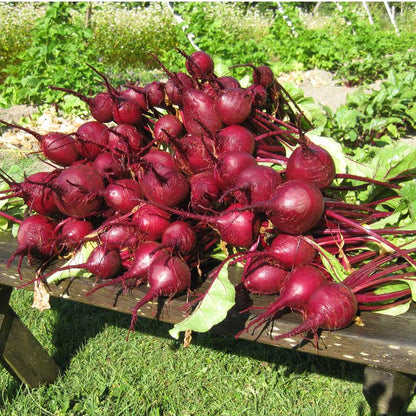 Early Wonder Tall Beet roots, deep red beets with greens on a wooden bench Seedtime Store on Tampa Home & Garden Store