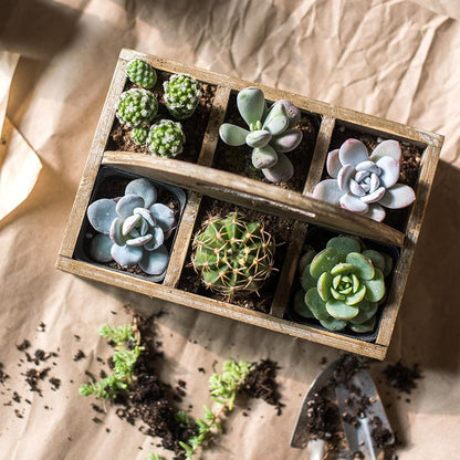 Wooden box basket with Carry Handle housing six succulents and cacti on Tampa Home & Garden Store