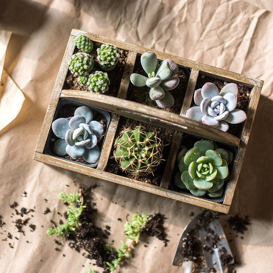 Wooden box basket with Carry Handle housing six succulents and cacti on Tampa Home & Garden Store