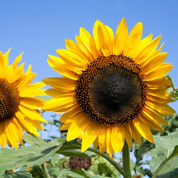 Hopi Black Dye Sunflower seeds by Seedtime Store, two vibrant yellow sunflowers with dark centers on Tampa Home & Garden Store
