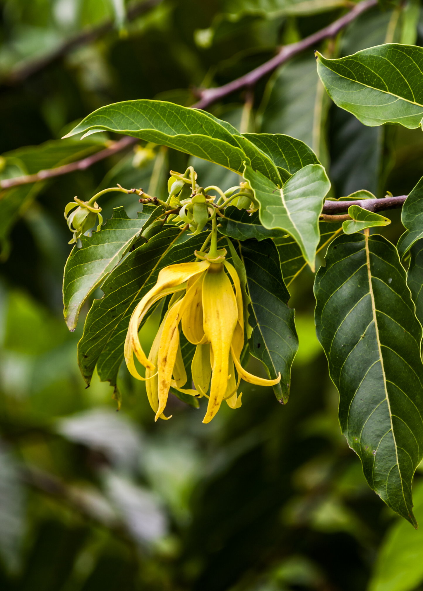 Ylang Ylang Tree (Cananga odorata)