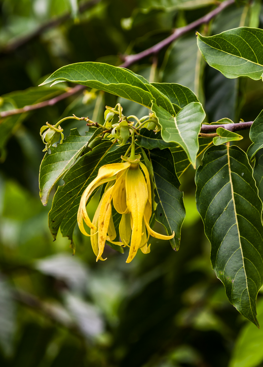 Ylang Ylang Tree (Cananga odorata)