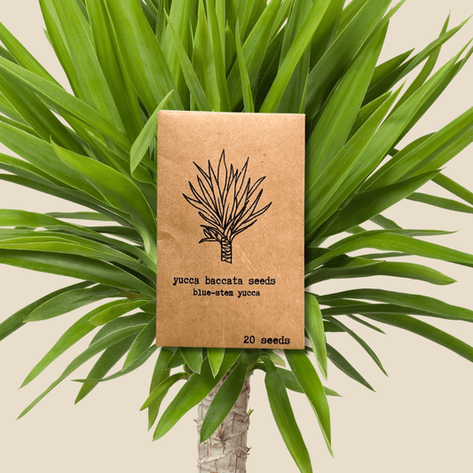 Yucca Baccata 'Blue Stem Yucca' Seeds