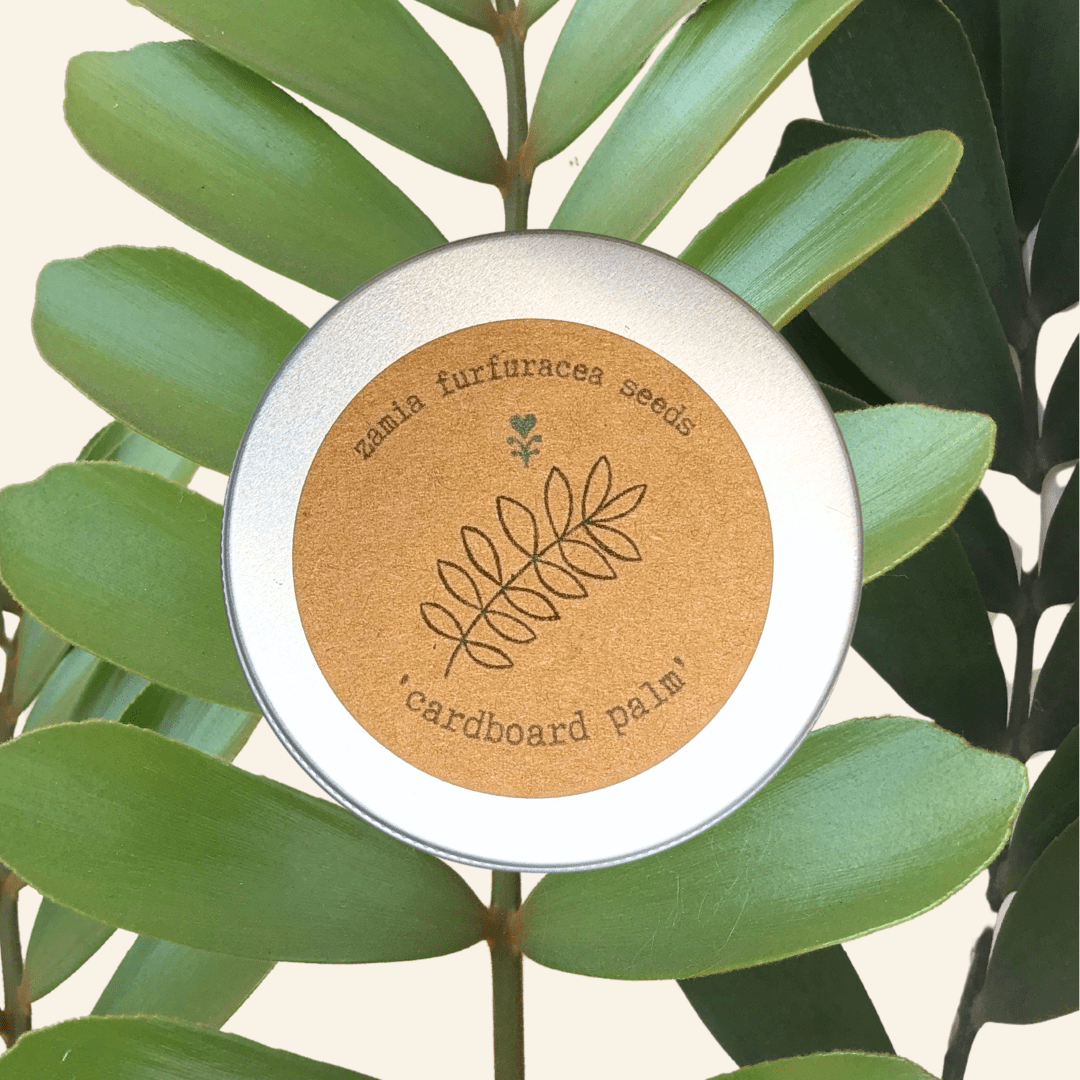 Semillas de Zamia Furfuracea 'Cartboard Palm'