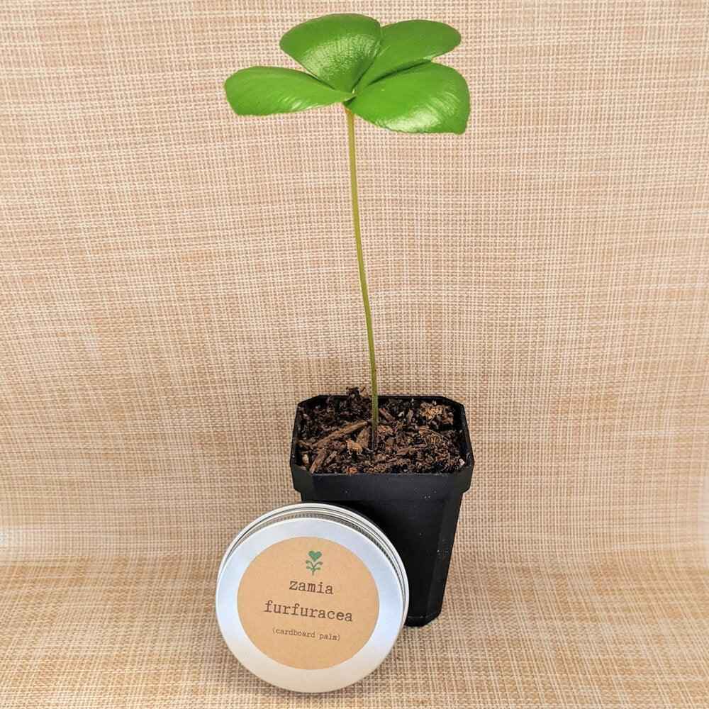 Semillas de Zamia Furfuracea 'Cartboard Palm'