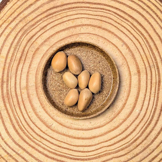 Zamia Furfuracea 'Cardboard Palm' Seeds