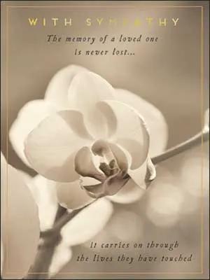 Sympathy Card Thinking of You in Difficult Time with white magnolia close-up beige background on Tampa Home & Garden Store