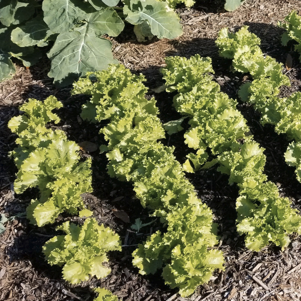 Igloo lettuce garden top dressed with bulk compost for sale near me.