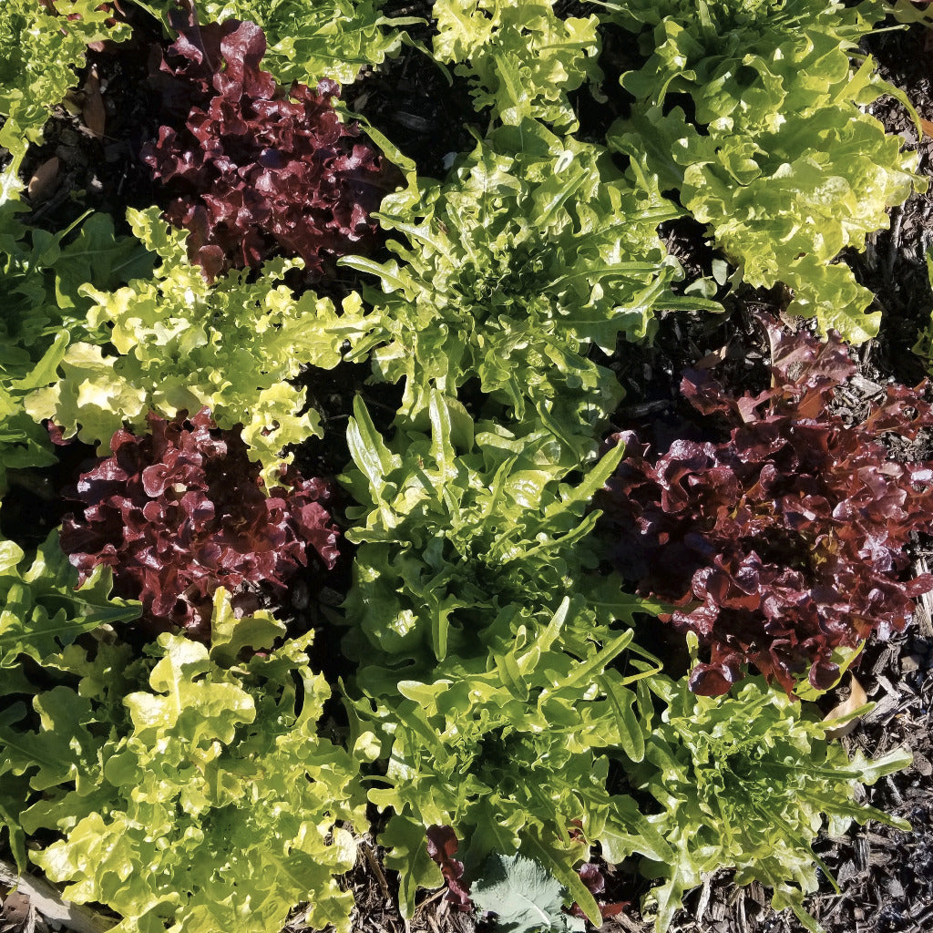 Bulk garden soil growing lettuce variety.