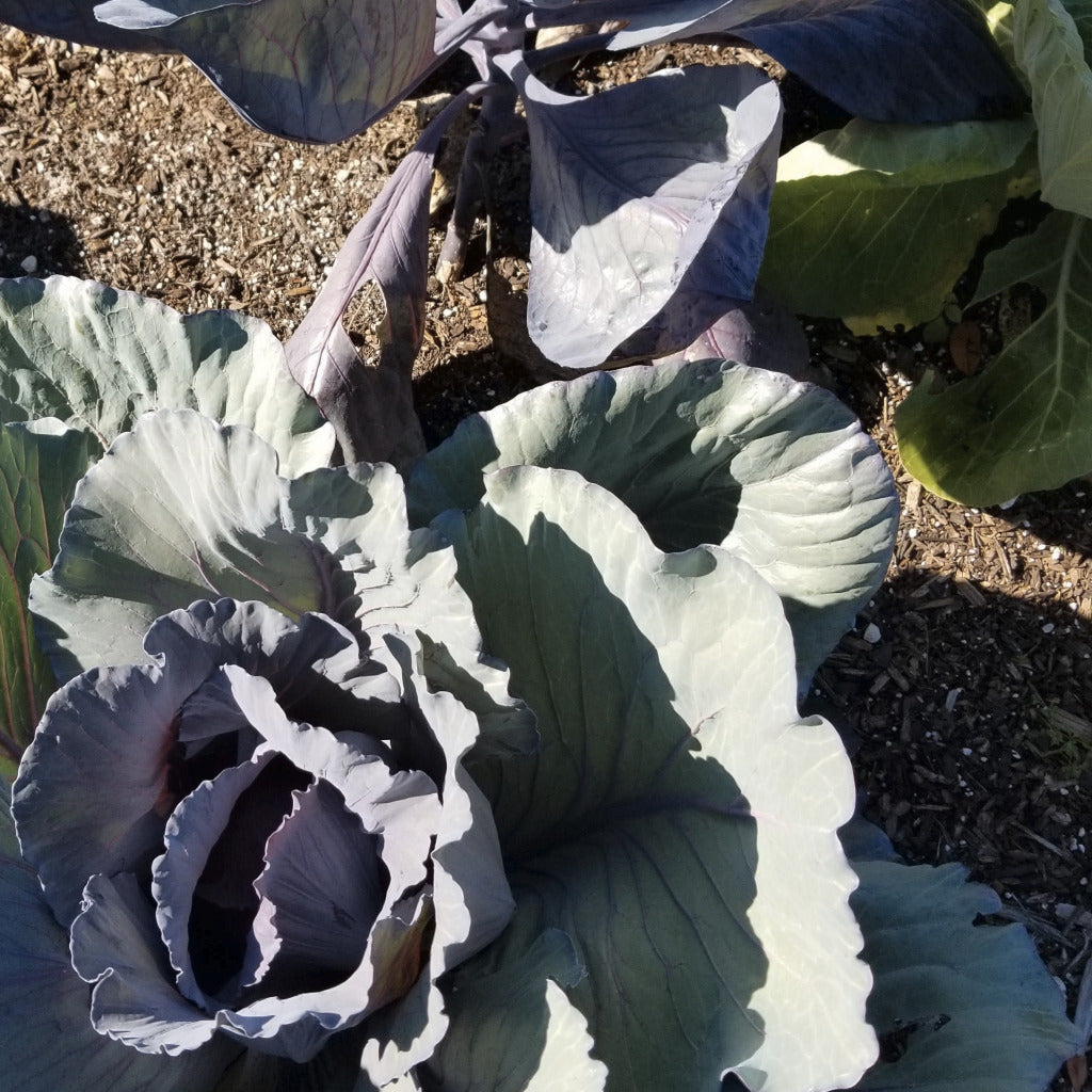 Bulk compost delivered and spread around plants.