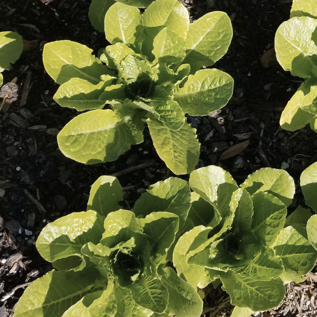 Paris Isle Romain lettuce growing in garden top dressed with garden compost delivery.
