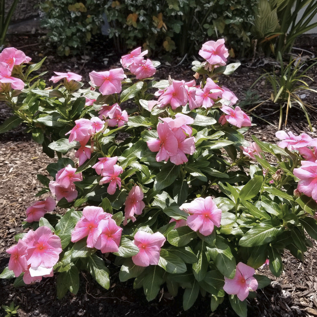 Bulk top soil delivered and spread in flower beds.