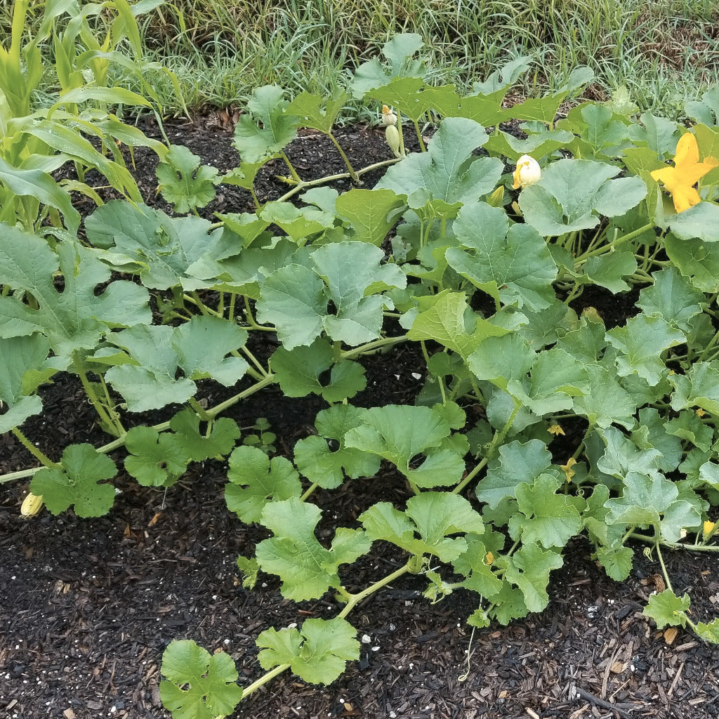 Spagetti squash growing in garden soil delivered by soil911.com.