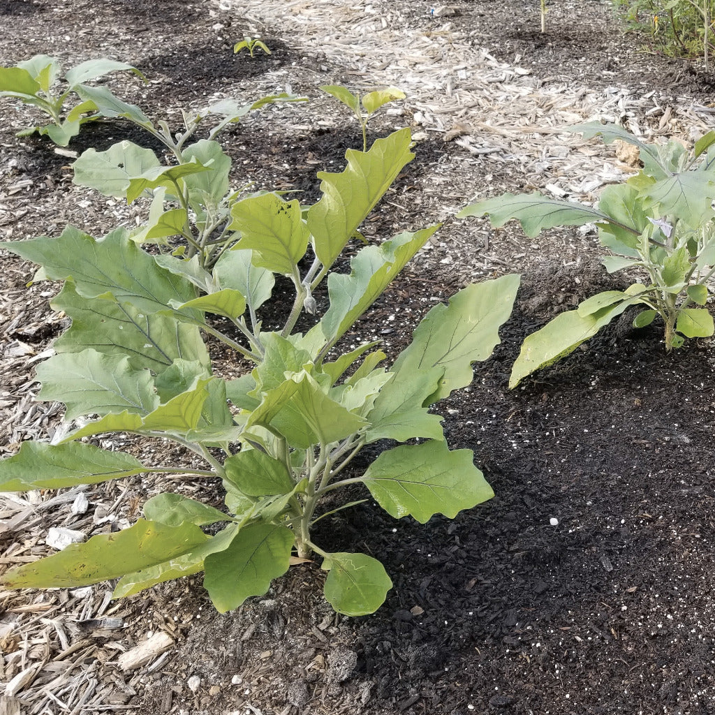 Manure compost delivered and spread among garden plants.