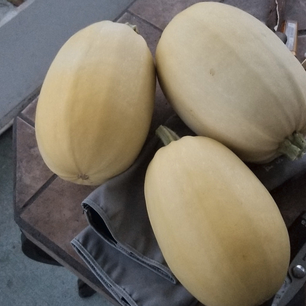 Harvested spagetti squash from garden soil delivery.